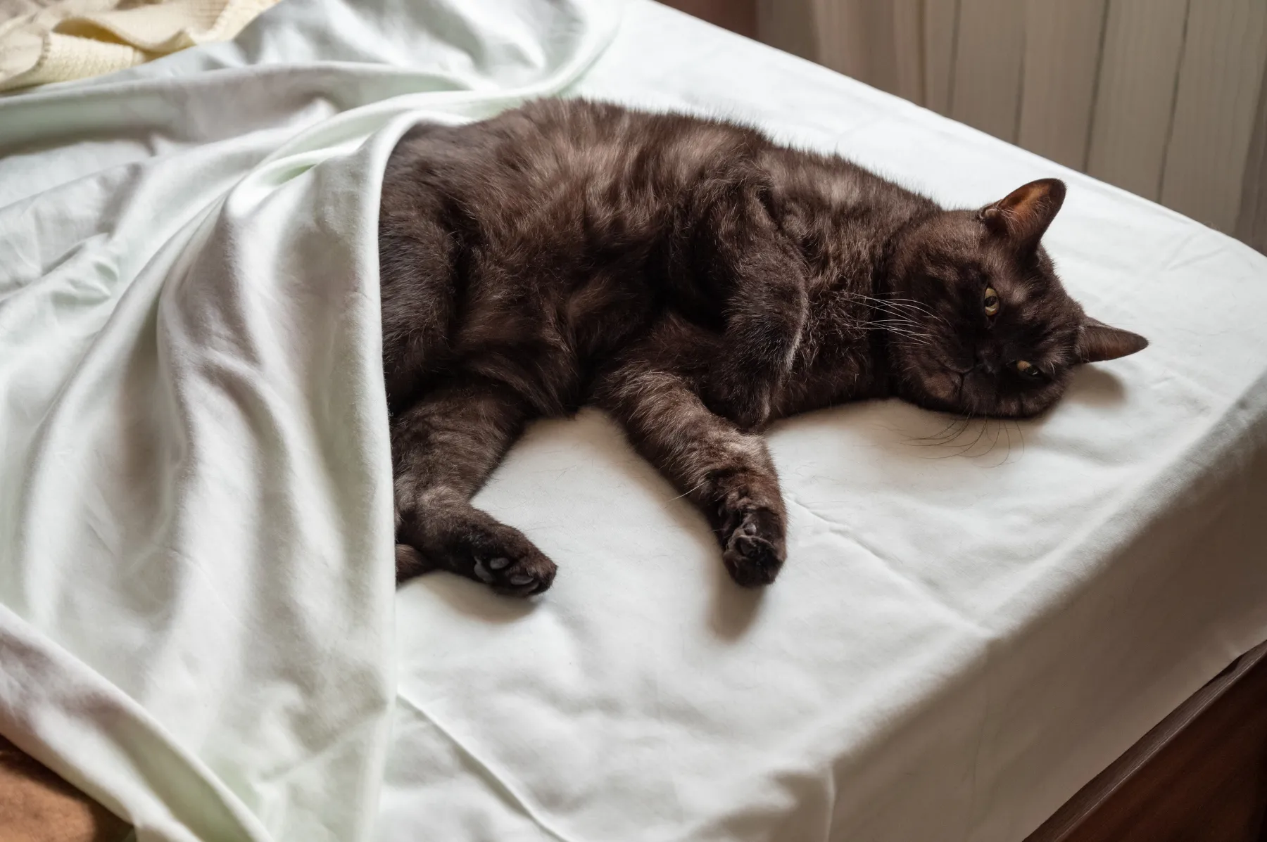 Gato senior usando una zona de descanso como apoyo visual en una sección sobre confort y movilidad