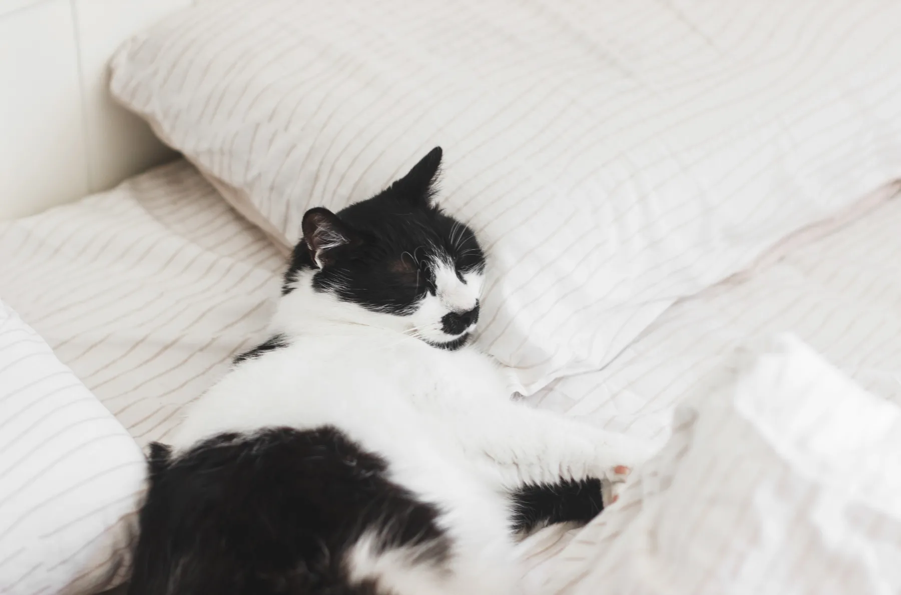 Gato senior en una escena tranquila como apoyo visual en una sección sobre sueño, orientación y noche