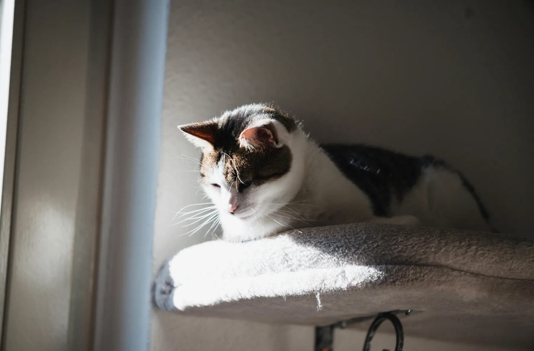 Gato senior en un entorno tranquilo como apoyo visual para cambios de comportamiento
