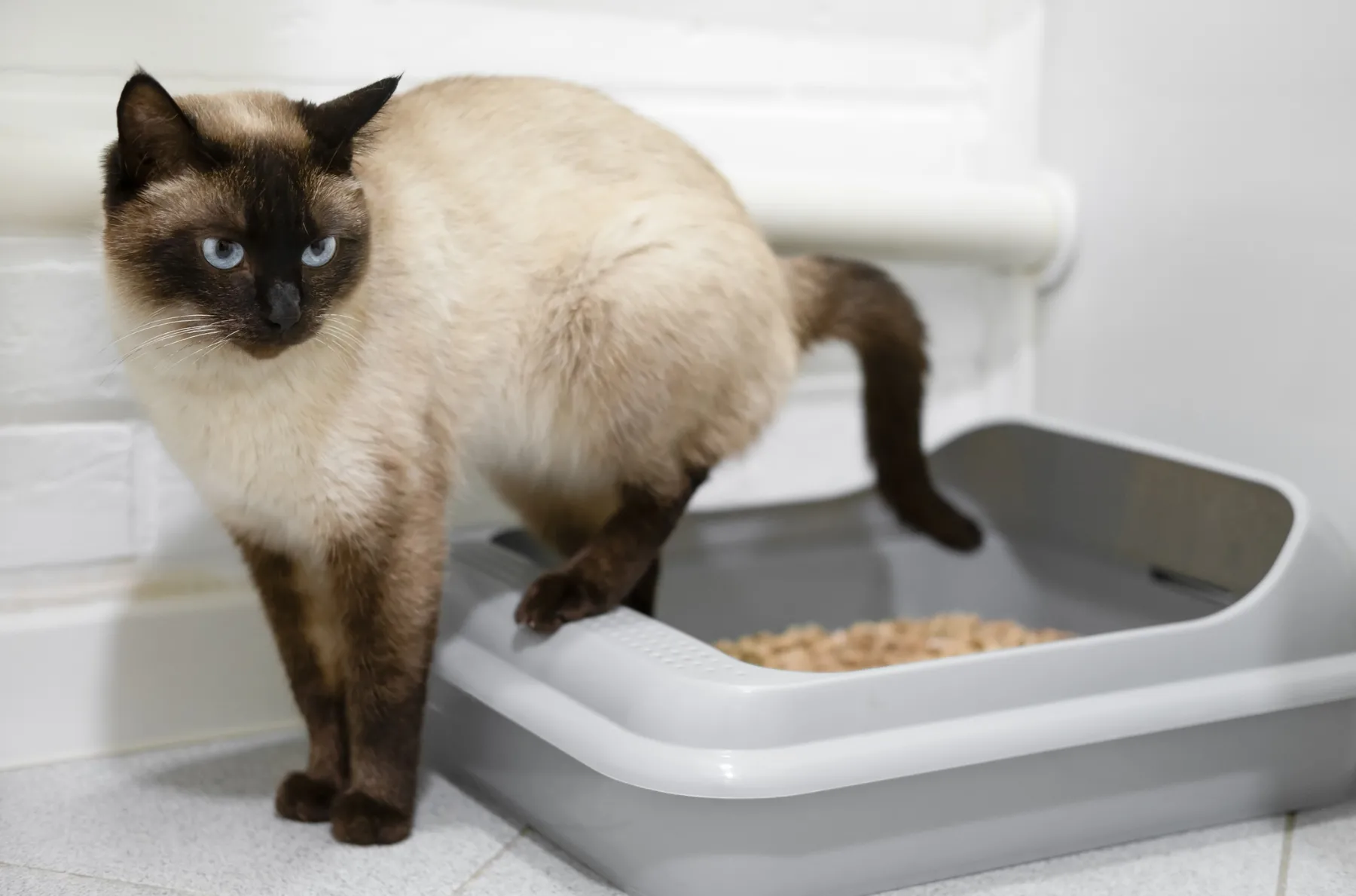Gato senior en una escena tranquila como apoyo visual para el uso del arenero