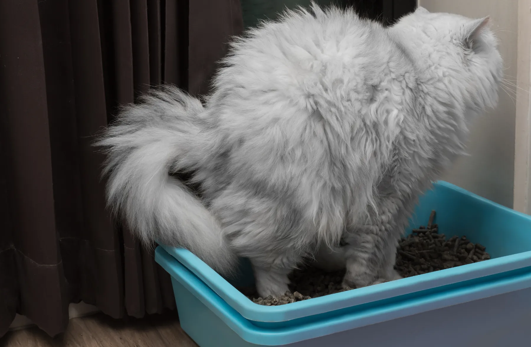 Gato senior en una escena tranquila como apoyo visual para una sección sobre desorientación y cambios nocturnos