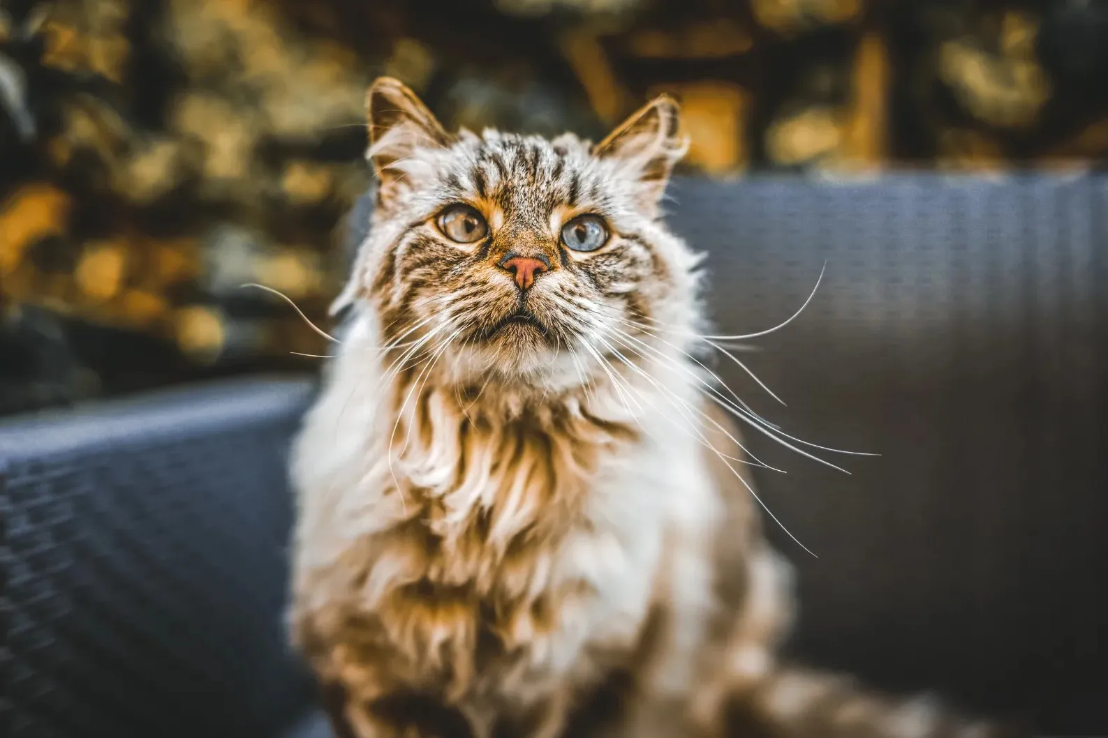 Gato senior en una escena tranquila como apoyo visual para noche, sueño y orientación