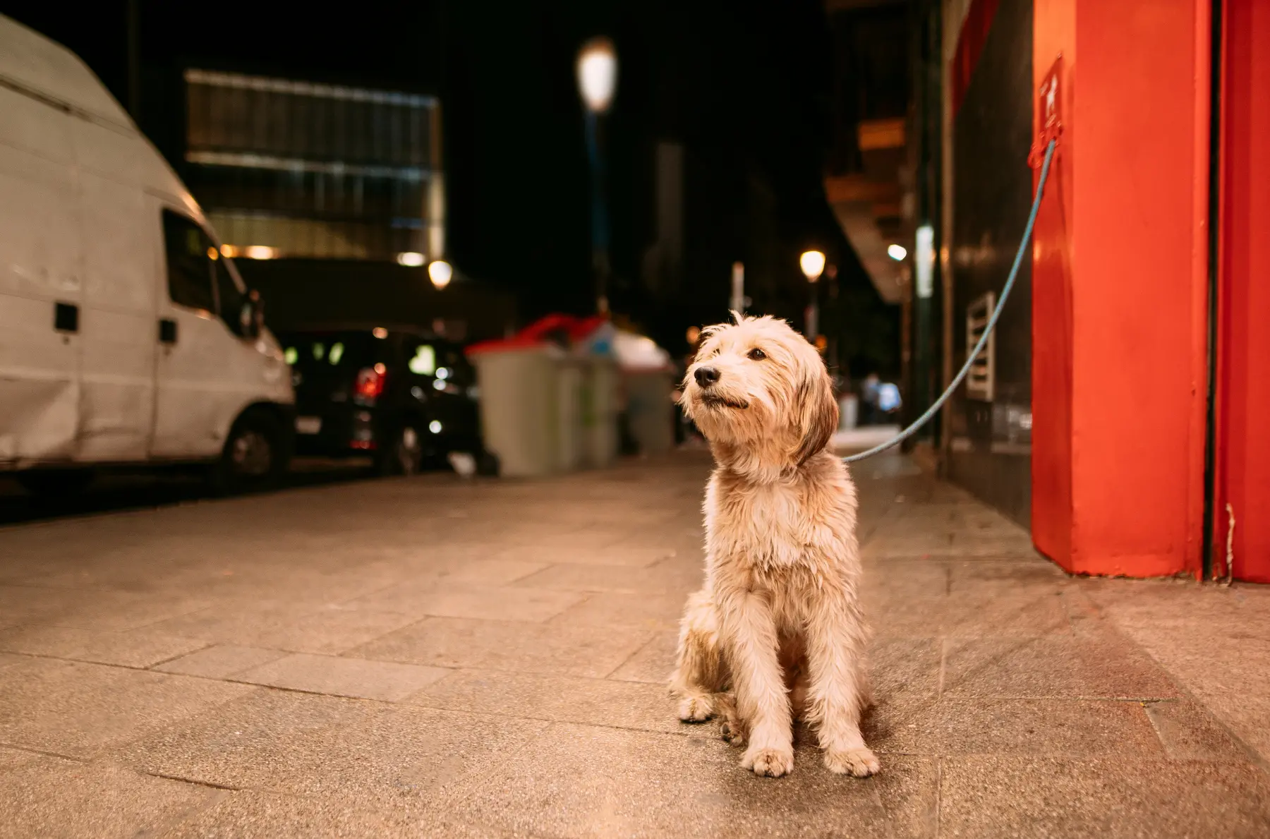 Mascota senior en una escena doméstica tranquila