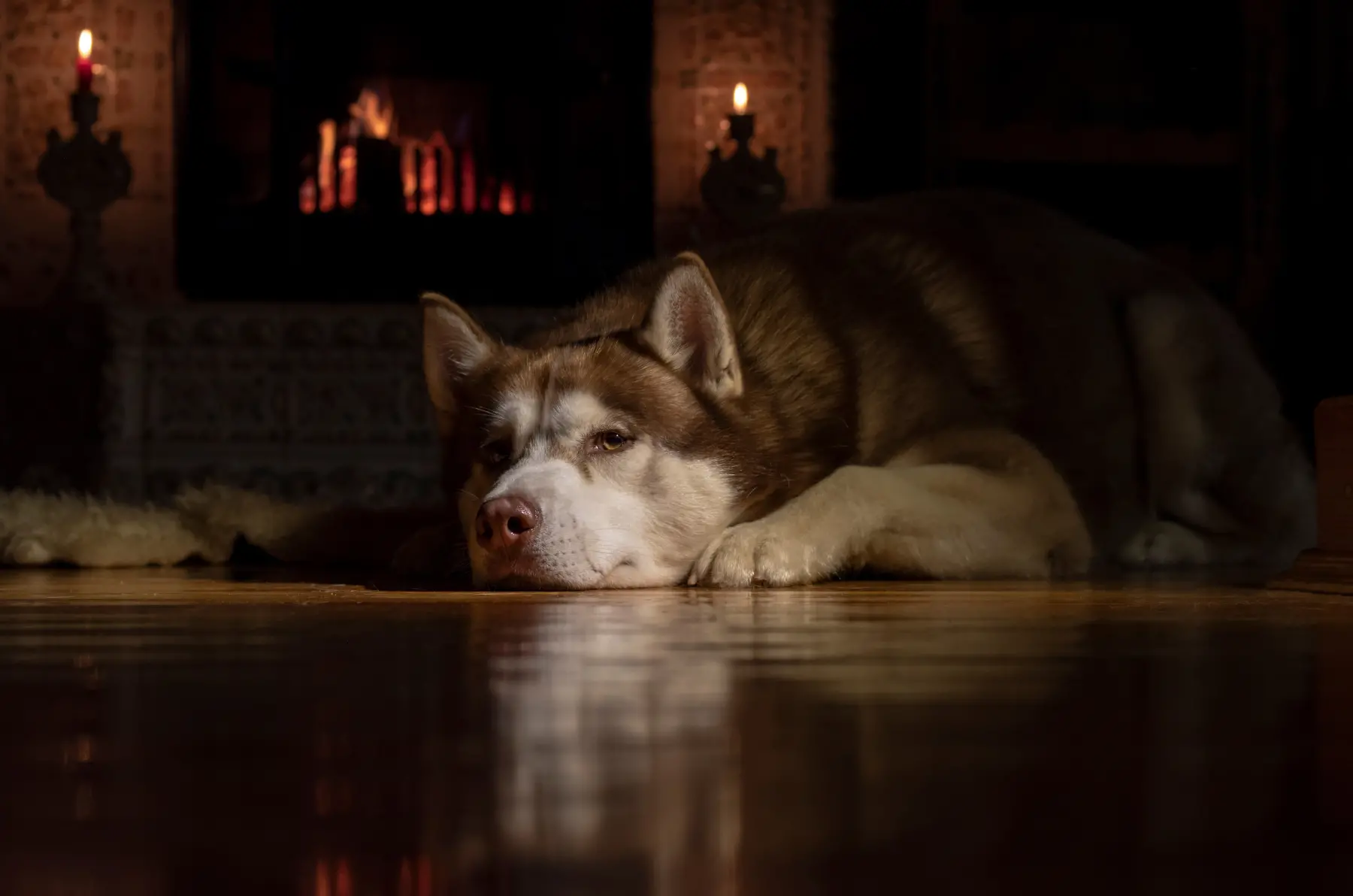 Mascota senior en una escena tranquila como apoyo visual para dolor y descanso nocturno