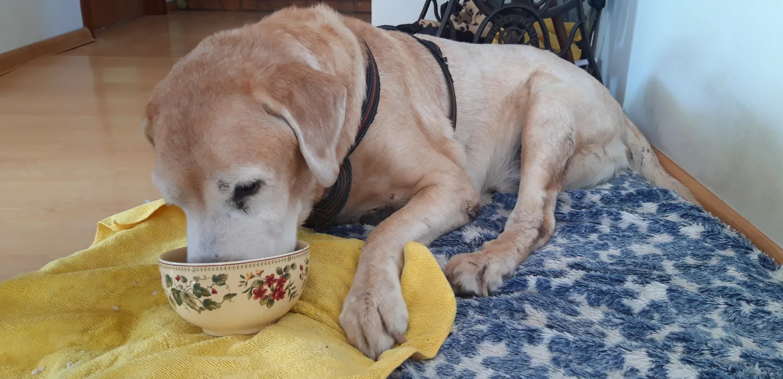 Perro senior en una escena doméstica tranquila como apoyo visual para alimentación