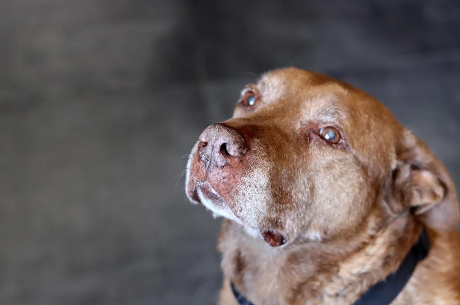Perro senior en una escena tranquila como apoyo visual para noche y descanso