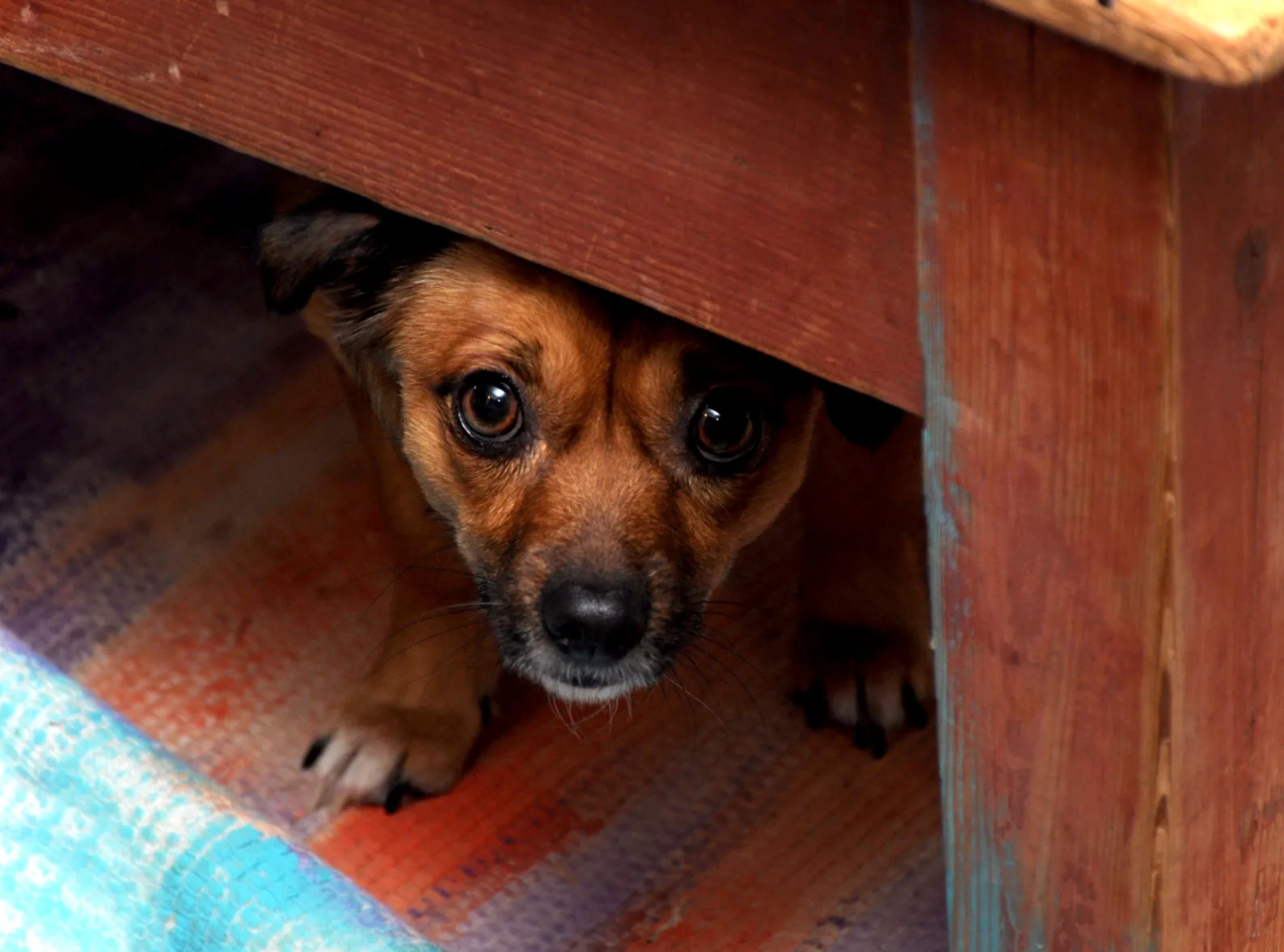 Mascota senior en una escena doméstica tranquila