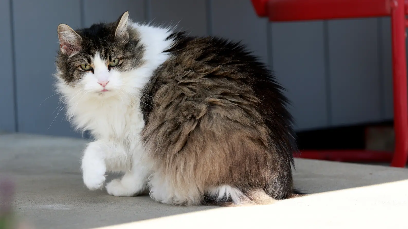 Gato senior en una escena doméstica tranquila