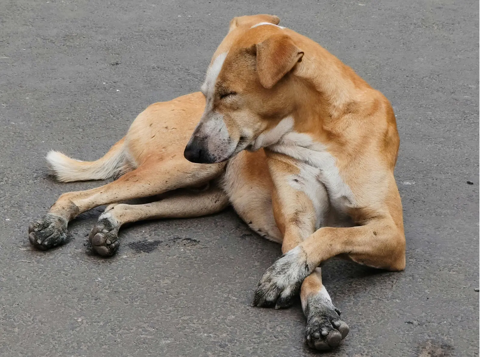 Perro senior en una escena tranquila como apoyo visual para dolor, postura y descanso