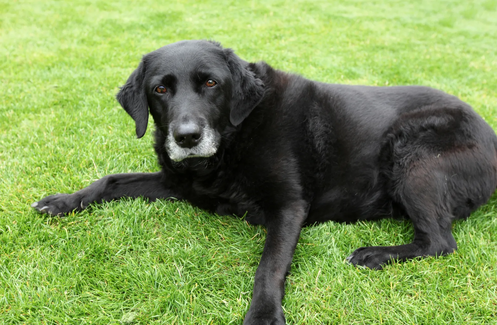Perro senior en una escena tranquila como apoyo visual para dolor crónico en perros